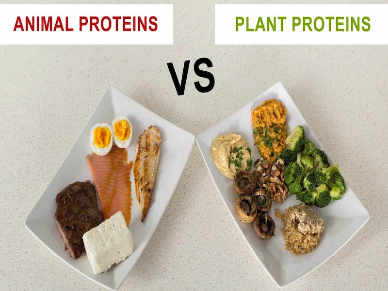 غذا های پروتئین دار حیوانی